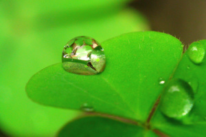 雨の日だけの特典